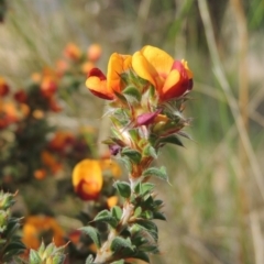 Pultenaea procumbens (Bush Pea) at Tuggeranong Hill - 13 Oct 2023 by MichaelBedingfield