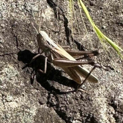 Caledia captiva (grasshopper) at Kangaroo Valley, NSW - 21 Jan 2024 by lbradley