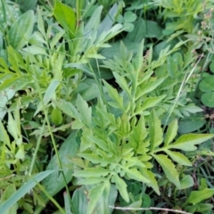 Bidens subalternans (Greater Beggars Ticks) at Wanniassa Hill - 22 Jan 2024 by Berno