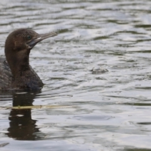 Phalacrocorax sulcirostris at Fyshwick, ACT - 22 Jan 2024