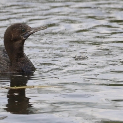 Phalacrocorax sulcirostris (Little Black Cormorant) at Fyshwick, ACT - 22 Jan 2024 by JimL