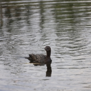 Phalacrocorax sulcirostris at Fyshwick, ACT - 22 Jan 2024 07:28 AM