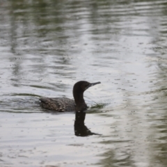 Phalacrocorax sulcirostris at Fyshwick, ACT - 22 Jan 2024