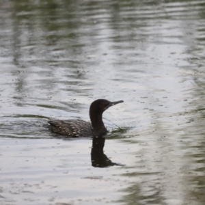 Phalacrocorax sulcirostris at Fyshwick, ACT - 22 Jan 2024 07:28 AM