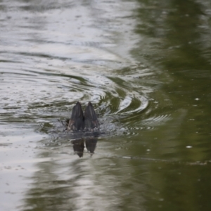 Phalacrocorax sulcirostris at Fyshwick, ACT - 22 Jan 2024 07:28 AM