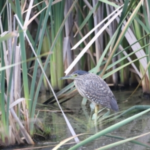 Nycticorax caledonicus at Jerrabomberra Wetlands - 22 Jan 2024 07:23 AM