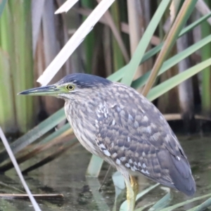 Nycticorax caledonicus at Jerrabomberra Wetlands - 22 Jan 2024 07:23 AM