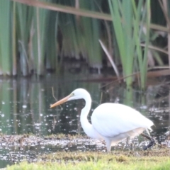 Ardea alba (Great Egret) at Fyshwick, ACT - 22 Jan 2024 by JimL