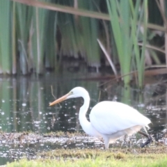 Ardea alba (Great Egret) at Fyshwick, ACT - 21 Jan 2024 by JimL