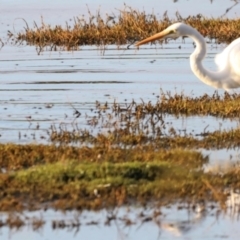 Ardea alba at Fyshwick, ACT - 22 Jan 2024