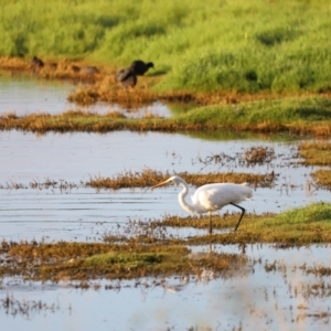 Ardea alba at Fyshwick, ACT - 22 Jan 2024