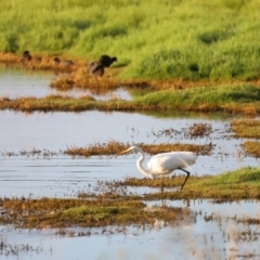 Ardea alba at Fyshwick, ACT - 22 Jan 2024