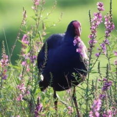 Porphyrio melanotus (Australasian Swamphen) at Fyshwick, ACT - 22 Jan 2024 by JimL
