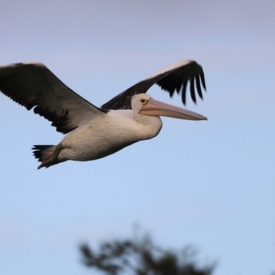 Pelecanus conspicillatus (Australian Pelican) at Fyshwick, ACT - 22 Jan 2024 by JimL