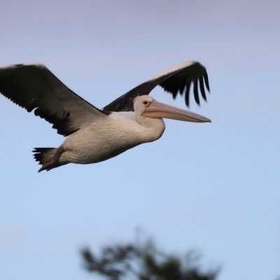 Pelecanus conspicillatus (Australian Pelican) at Fyshwick, ACT - 21 Jan 2024 by JimL