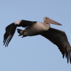 Pelecanus conspicillatus at Fyshwick, ACT - 22 Jan 2024 07:26 AM