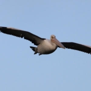 Pelecanus conspicillatus at Fyshwick, ACT - 22 Jan 2024 07:26 AM