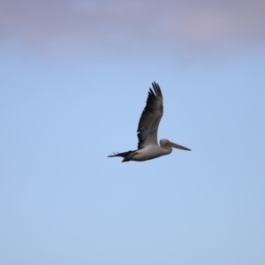 Pelecanus conspicillatus at Fyshwick, ACT - 22 Jan 2024