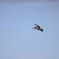 Pelecanus conspicillatus at Fyshwick, ACT - 22 Jan 2024 07:26 AM