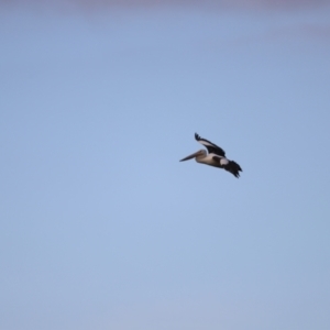 Pelecanus conspicillatus at Fyshwick, ACT - 22 Jan 2024 07:26 AM