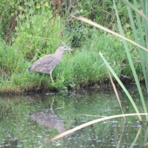 Nycticorax caledonicus at Fyshwick, ACT - 22 Jan 2024