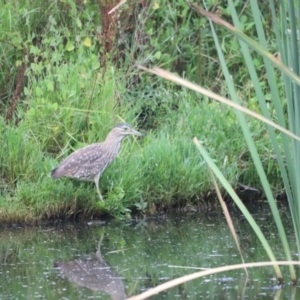 Nycticorax caledonicus at Fyshwick, ACT - 22 Jan 2024