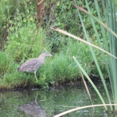 Nycticorax caledonicus at Fyshwick, ACT - 22 Jan 2024