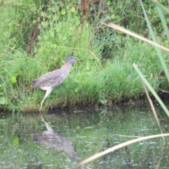 Nycticorax caledonicus at Fyshwick, ACT - 22 Jan 2024