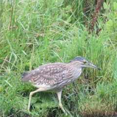 Nycticorax caledonicus at Fyshwick, ACT - 22 Jan 2024