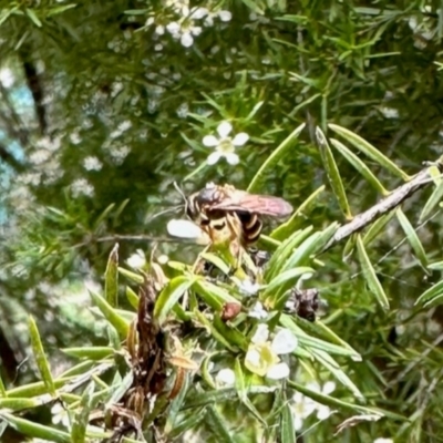 Lasioglossum (Chilalictus) sp. (genus & subgenus) (Halictid bee) at Aranda, ACT - 21 Jan 2024 by KMcCue