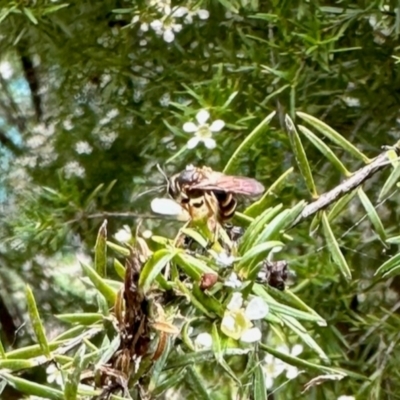 Lasioglossum (Chilalictus) sp. (genus & subgenus) (Halictid bee) at GG182 - 21 Jan 2024 by KMcCue