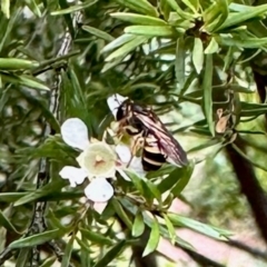 Lasioglossum (Chilalictus) sp. (genus & subgenus) at GG182 - 21 Jan 2024