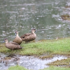 Anas gracilis (Grey Teal) at Fyshwick, ACT - 22 Jan 2024 by JimL
