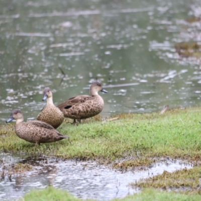 Anas gracilis (Grey Teal) at Fyshwick, ACT - 22 Jan 2024 by JimL