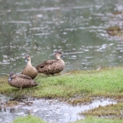 Anas gracilis at Fyshwick, ACT - 22 Jan 2024