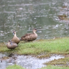 Anas gracilis at Fyshwick, ACT - 22 Jan 2024