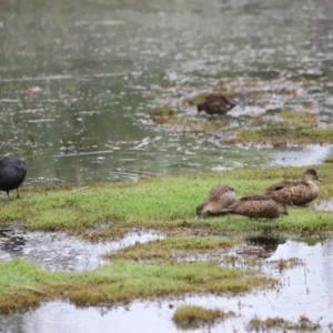 Anas gracilis at Fyshwick, ACT - 22 Jan 2024