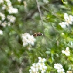 Apiformes (informal group) (Unidentified bee) - 21 Jan 2024 by KMcCue