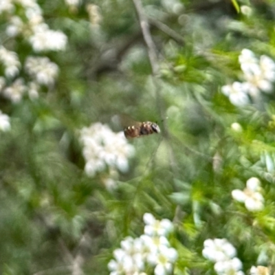 Unidentified Hover fly (Syrphidae) at Aranda, ACT - 21 Jan 2024 by KMcCue