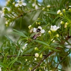 Apiformes (informal group) (Unidentified bee) at Aranda, ACT - 21 Jan 2024 by KMcCue