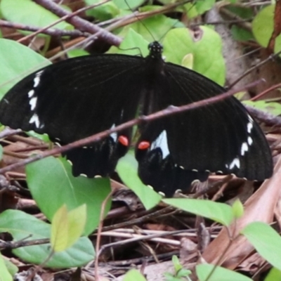 Papilio aegeus (Orchard Swallowtail, Large Citrus Butterfly) at Willow Vale - 19 Jan 2024 by JanHartog