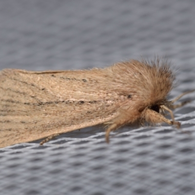 Bathytricha leonina (Orange Maned Moth) at QPRC LGA - 21 Jan 2024 by DianneClarke