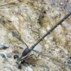 Austroargiolestes icteromelas icteromelas at Willow Vale, NSW - 19 Jan 2024 by JanHartog