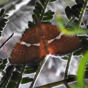 Chrysolarentia leucozona at Namadgi National Park - 16 Jan 2024