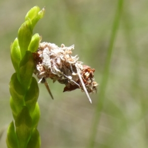 Lepidoptera unclassified IMMATURE at QPRC LGA - 21 Jan 2024