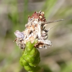 Lepidoptera unclassified IMMATURE at QPRC LGA - 21 Jan 2024