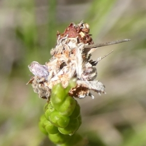 Lepidoptera unclassified IMMATURE at QPRC LGA - 21 Jan 2024