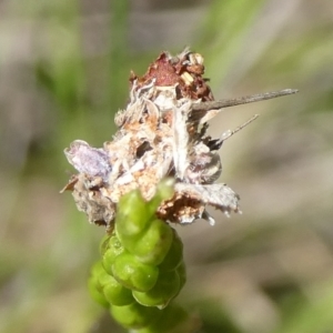 Lepidoptera unclassified IMMATURE moth at QPRC LGA - 21 Jan 2024