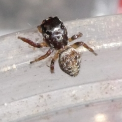 Unidentified Spider (Araneae) at QPRC LGA - 21 Jan 2024 by arjay