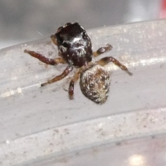 Unidentified Spider (Araneae) at Charleys Forest, NSW - 21 Jan 2024 by arjay